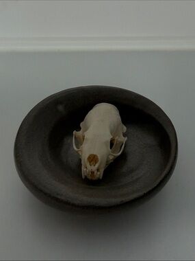 Decorative Ceramic Dish in Gray with Natural Skull Accent